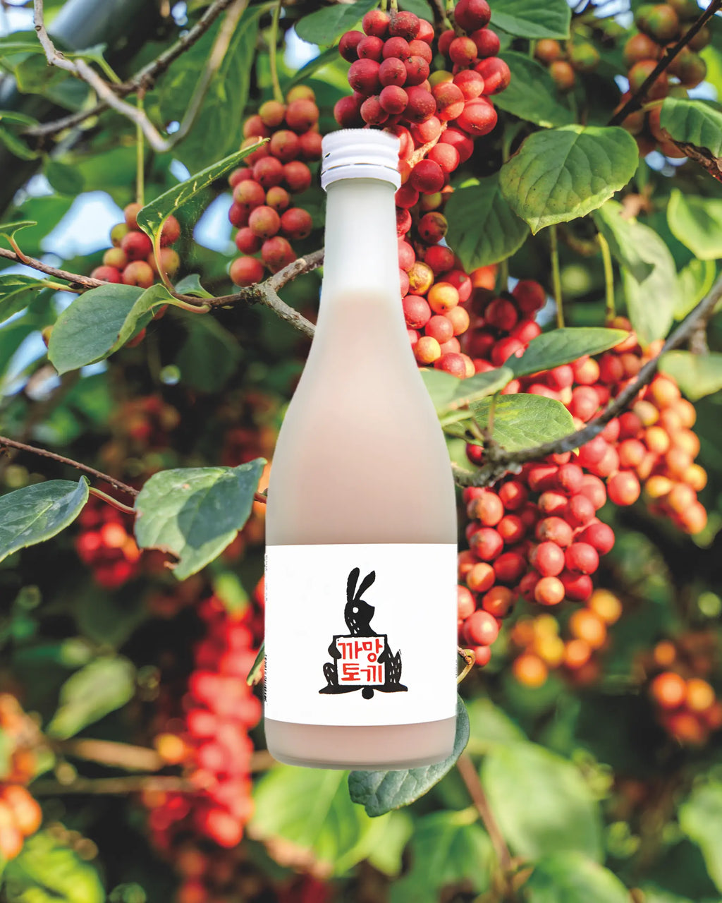 A frosted glass bottle filled with an opaque pale pink liquid (omija makgeolli),surrounded by red omija berries on a tree.

Black Rabbit Makgeolli - Sulsaem - cultsool