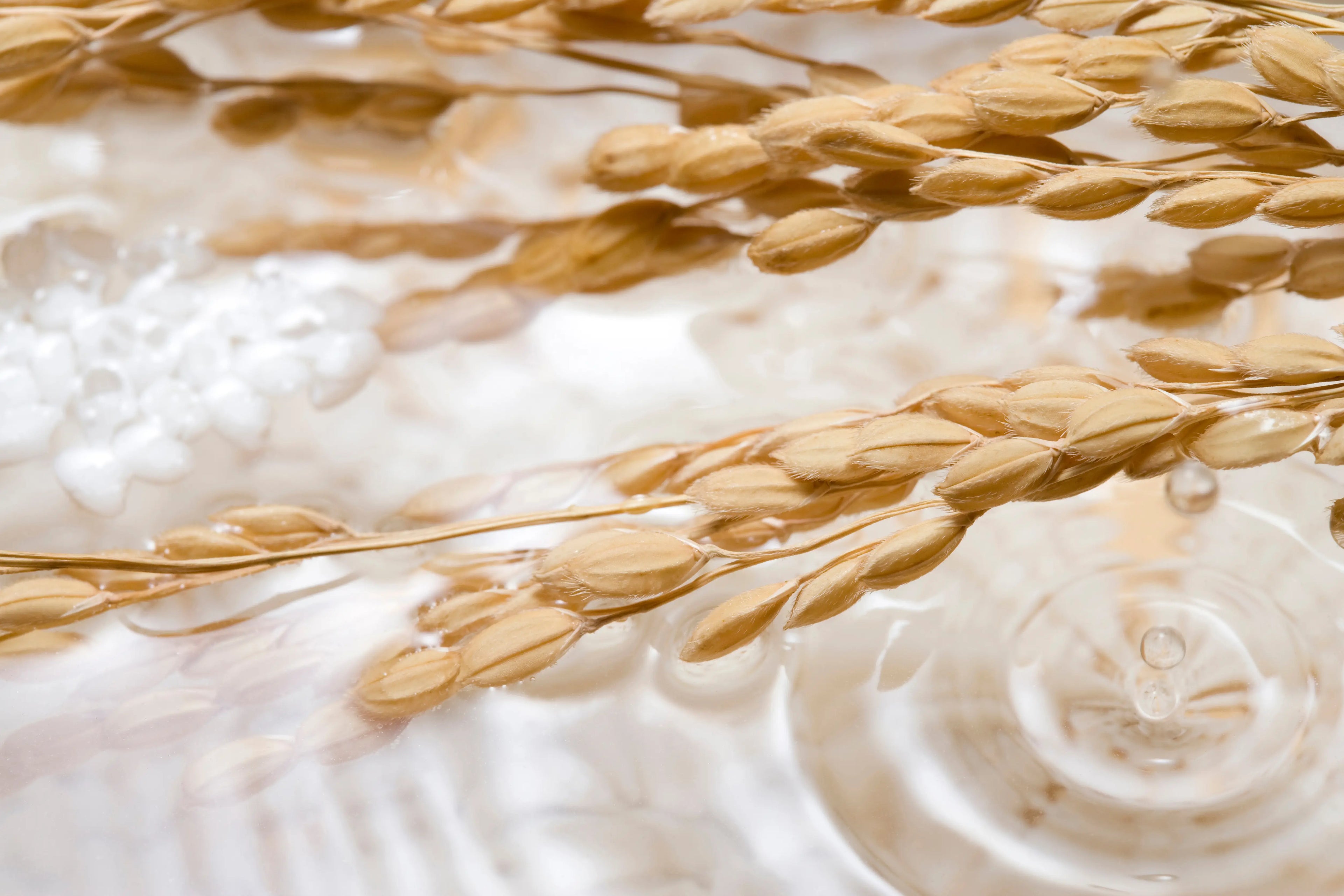 Close-up of golden rice stalks resting on clear, rippling water with soft light reflections.
